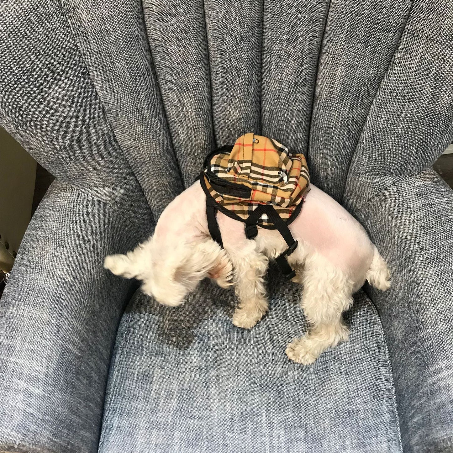 Barkberry Dog Backpack